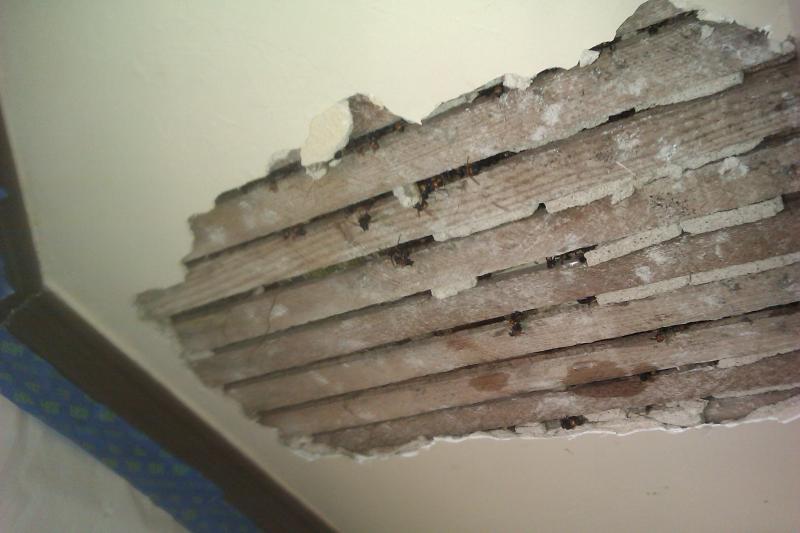 Bee Hive Removal in Wall