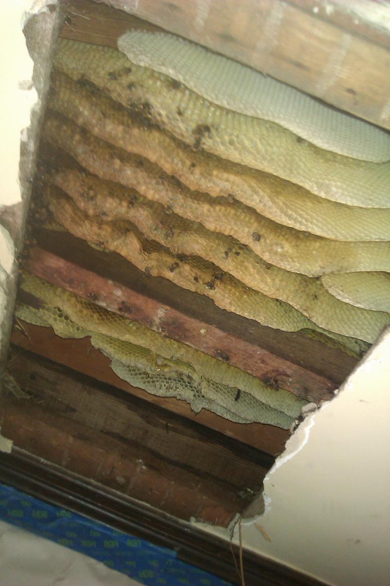 Honey Bee Hive Removal