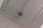 Wasp Nest under roof- Something to Yelp about